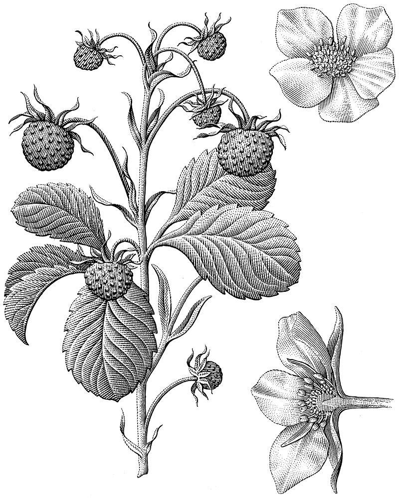 Strawberry Plant Drawing At GetDrawings Free Download.