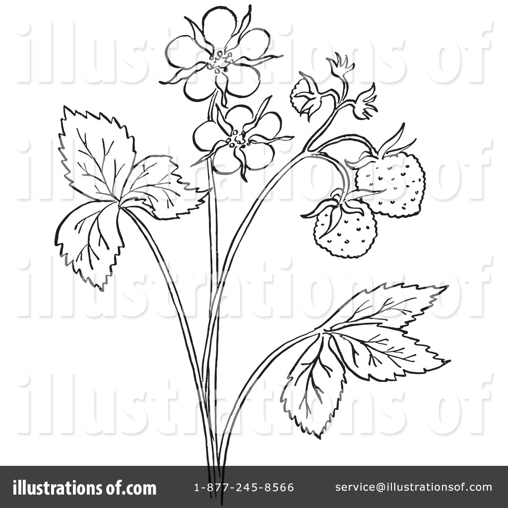 Strawberry Plant Drawing at GetDrawings | Free download