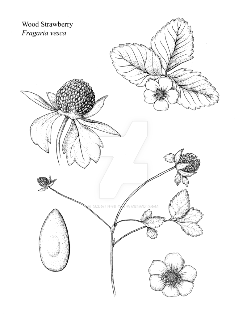 strawberry-plant-drawing-at-getdrawings-free-download