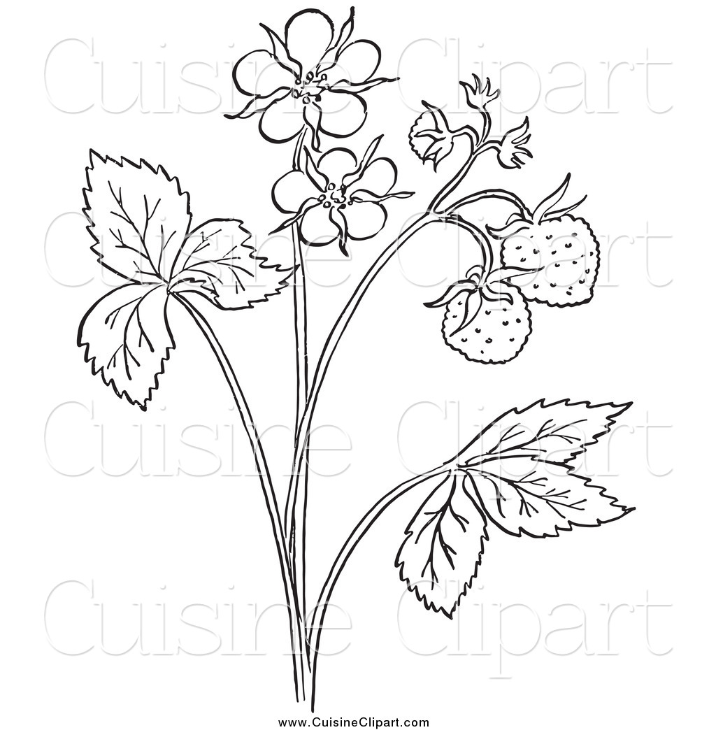 Strawberry Plant Drawing at GetDrawings | Free download