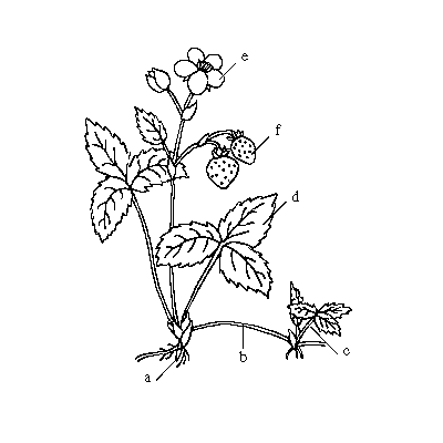 Strawberry Plant Drawing at GetDrawings | Free download