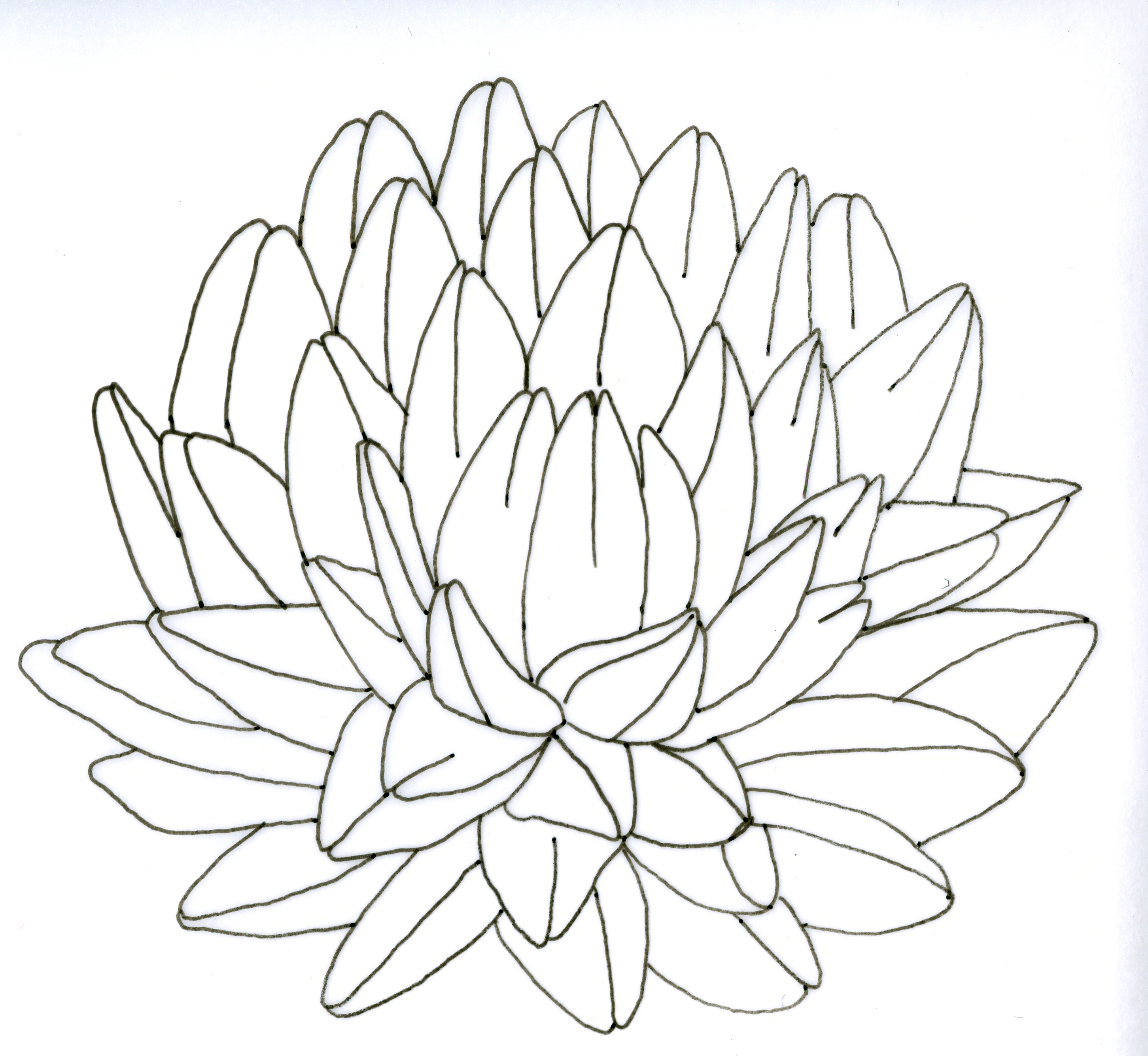 Succulent Plant Drawing At Getdrawings Free Download 