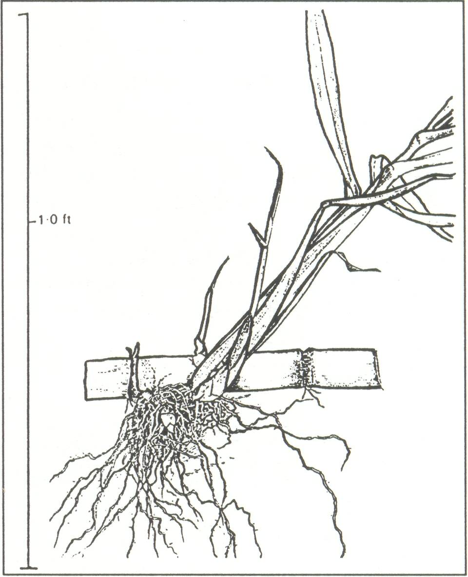 Sugarcane Drawing at GetDrawings | Free download