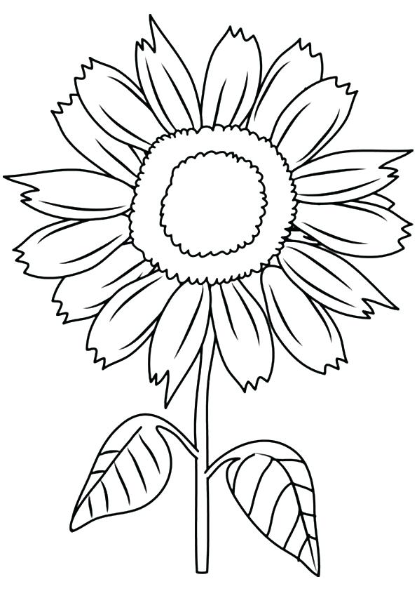 Sunflower Drawing For Kids at GetDrawings Free download