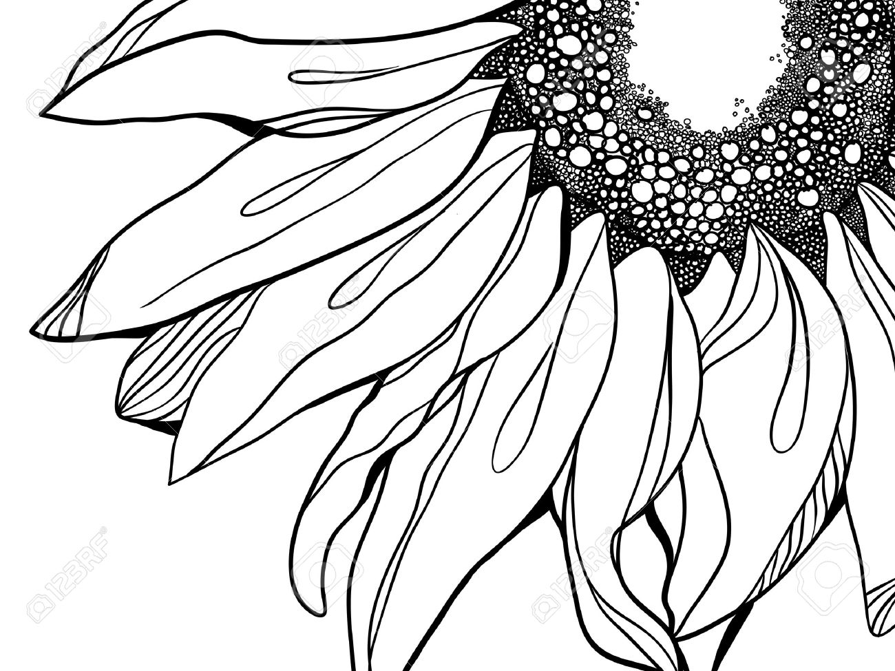 Sunflower Line Drawing at GetDrawings | Free download