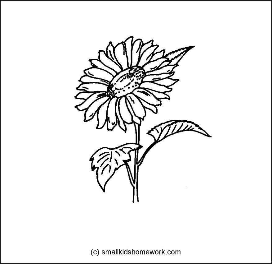 Sunflower Outline Drawing at GetDrawings | Free download