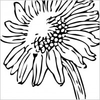 Download Sunflower Outline Drawing at GetDrawings | Free download