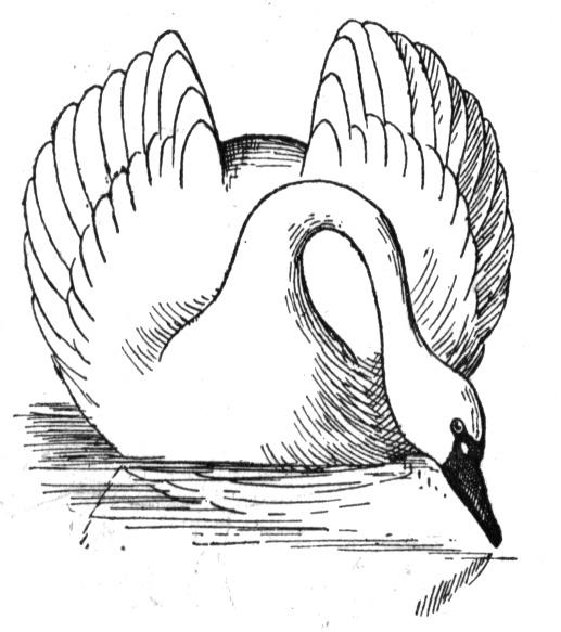 Swan Drawing Images at GetDrawings | Free download