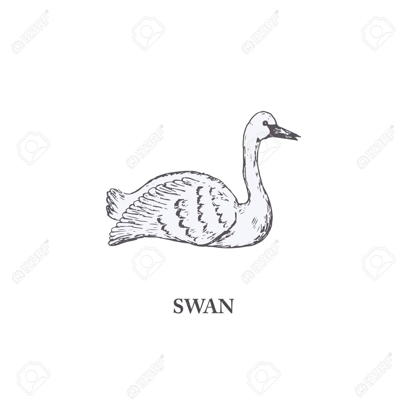 Swan Drawing Images at GetDrawings | Free download