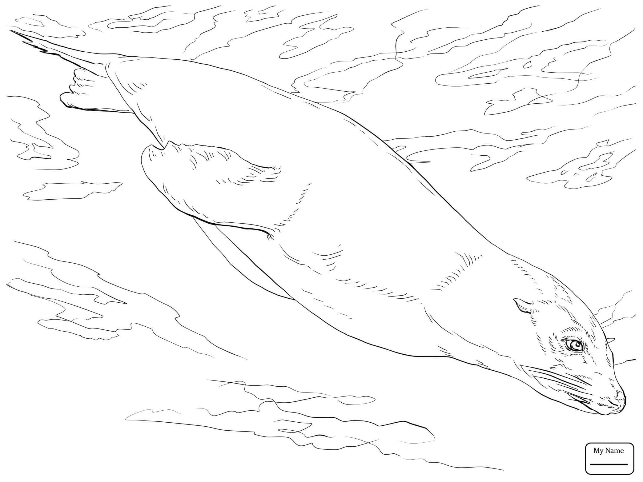Морской Лев раскраска