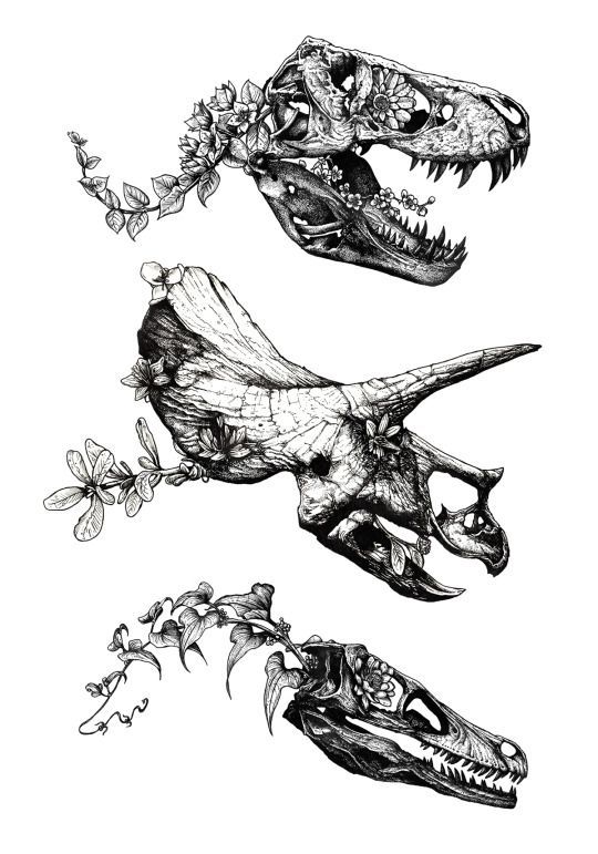 t rex skull drawing simple