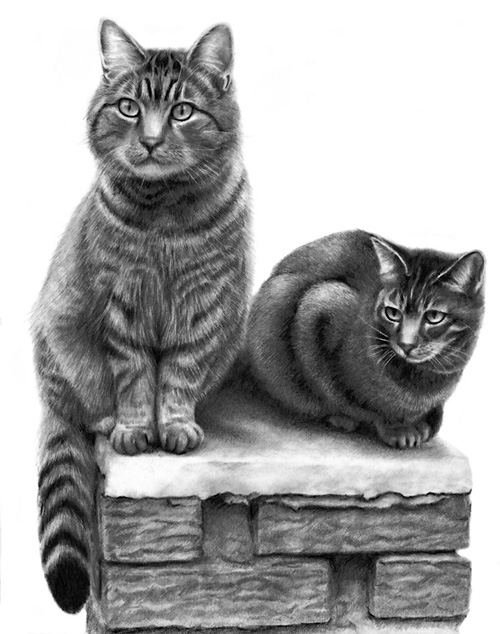 Tabby Cat Drawing at GetDrawings | Free download