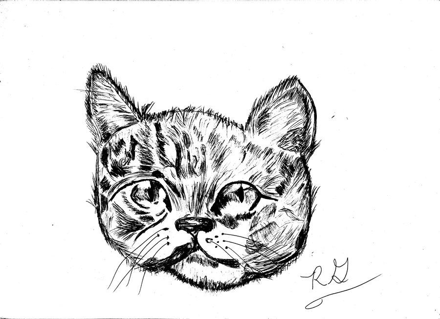 Tabby Cat Drawing at GetDrawings | Free download