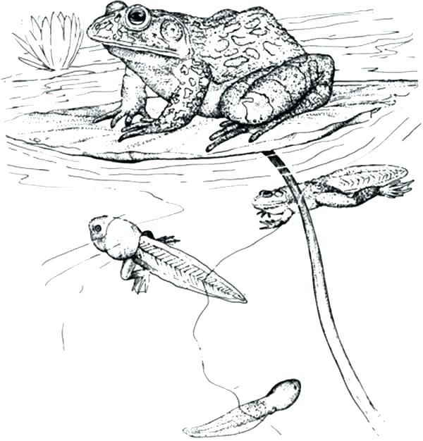 Tadpole Drawing at GetDrawings | Free download