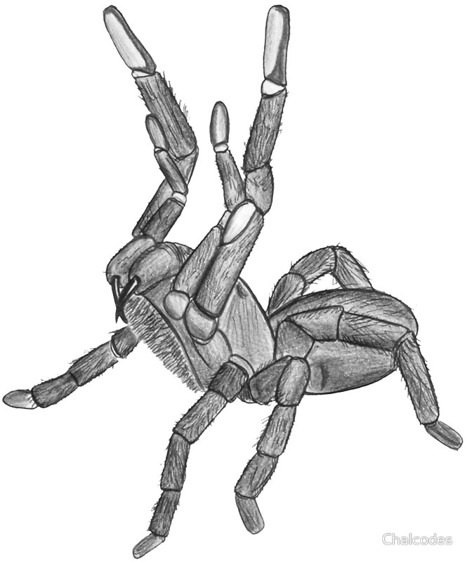 Tarantula Drawing at GetDrawings | Free download