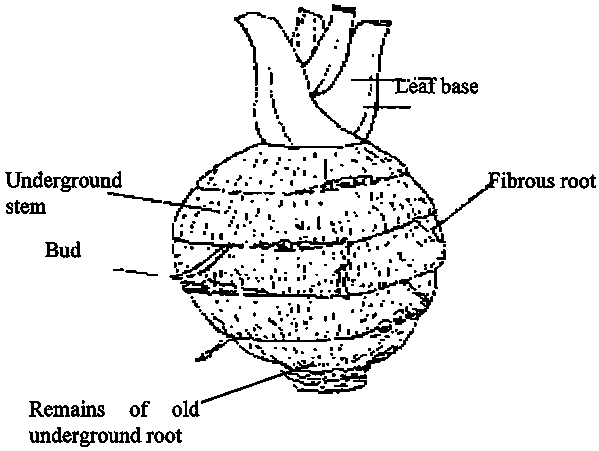 Taro Plant Drawing At Getdrawings Free Download