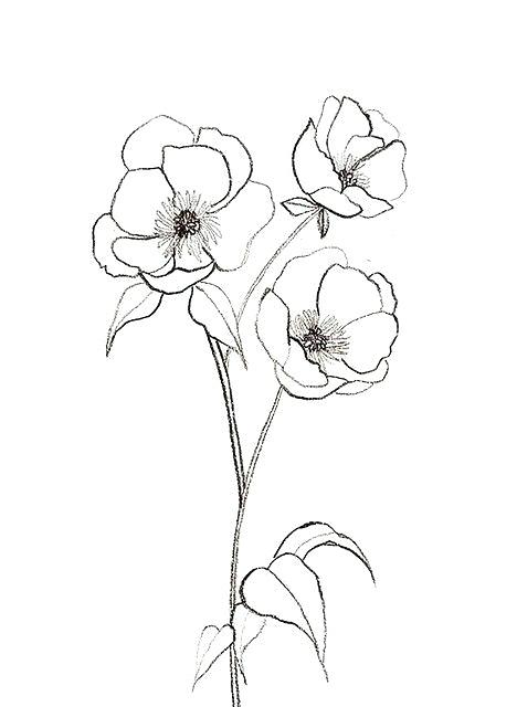 20+ Fantastic Ideas Step By Step Poppy Flower Drawing Easy | Beads by Laura