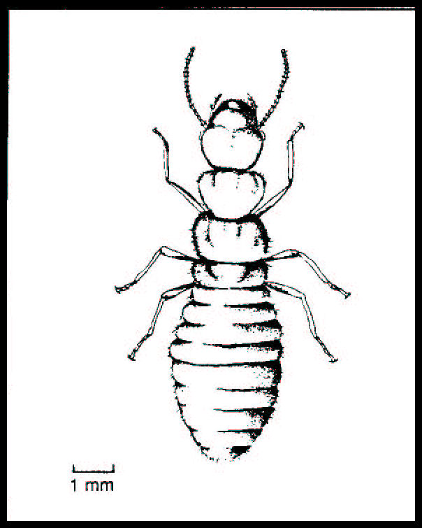 Termite Drawing at GetDrawings Free download