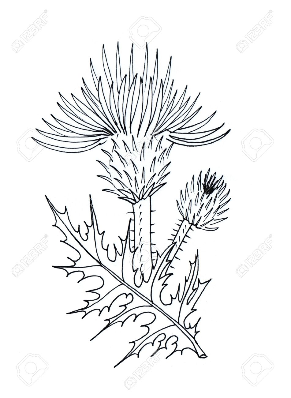 Thistle Drawing at GetDrawings Free download