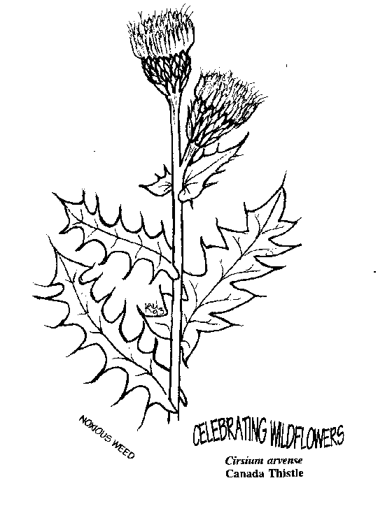 Thistle Drawing at GetDrawings Free download