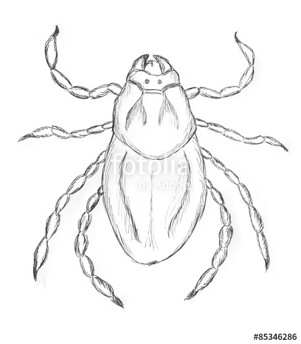 The best free Tick drawing images. Download from 57 free drawings of