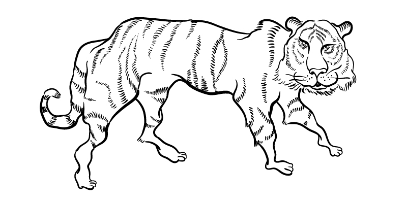 Tiger Drawing at GetDrawings | Free download