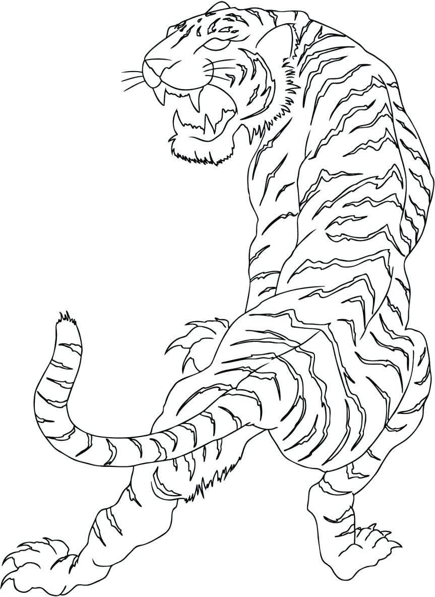 Tiger Drawing Outline At Getdrawings 