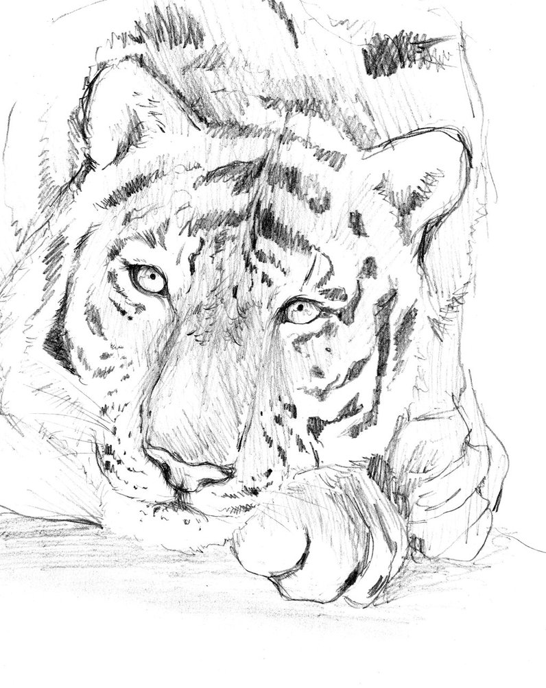 Tiger Eyes Drawing at GetDrawings | Free download