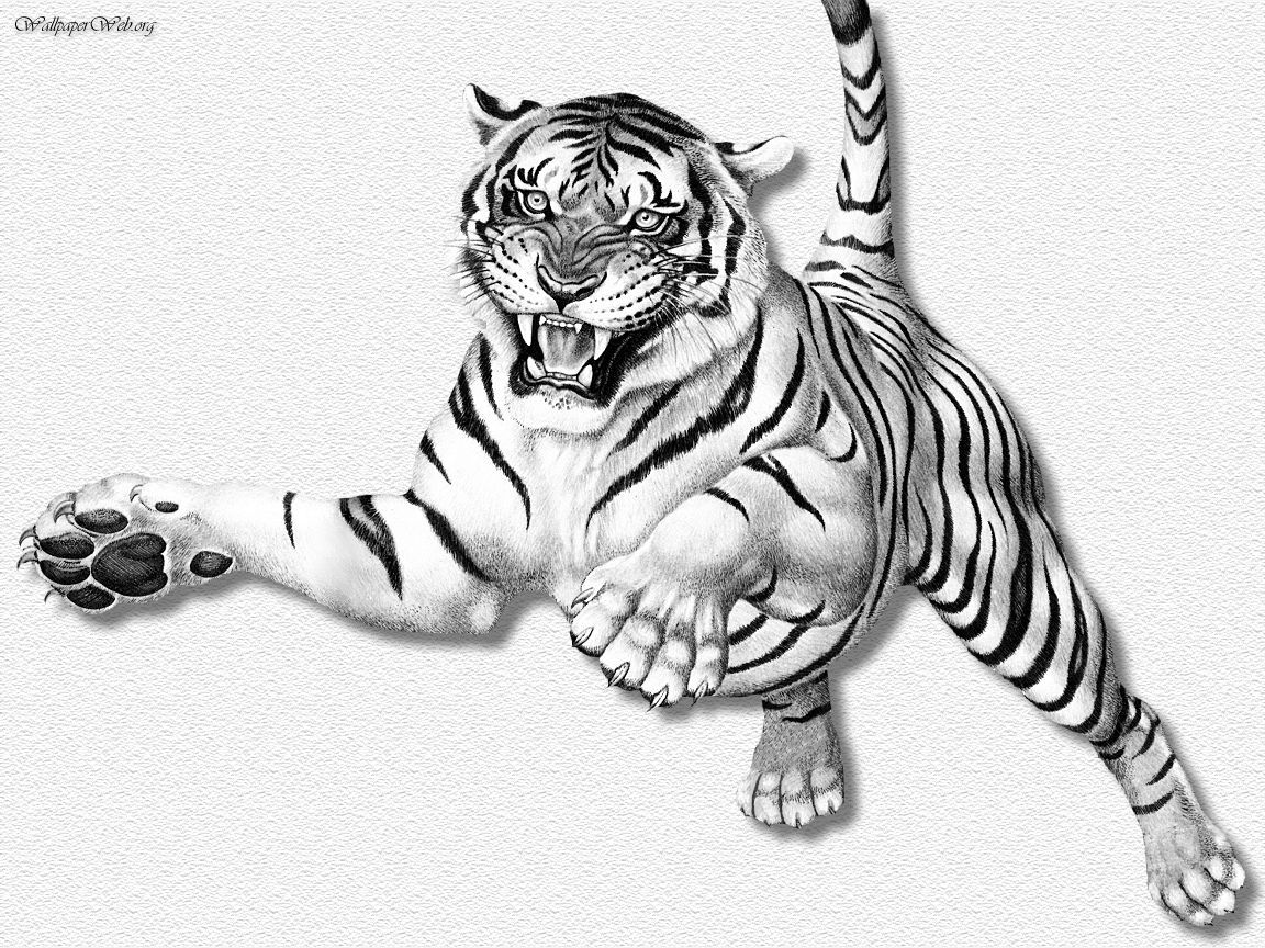 Tiger Face Drawing Pencil at GetDrawings Free download