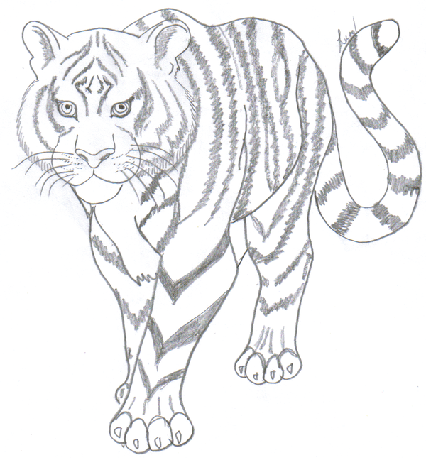 Tiger Line Drawing at GetDrawings | Free download