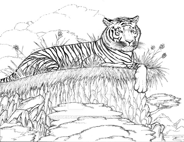 Tiger Line Drawing at GetDrawings | Free download