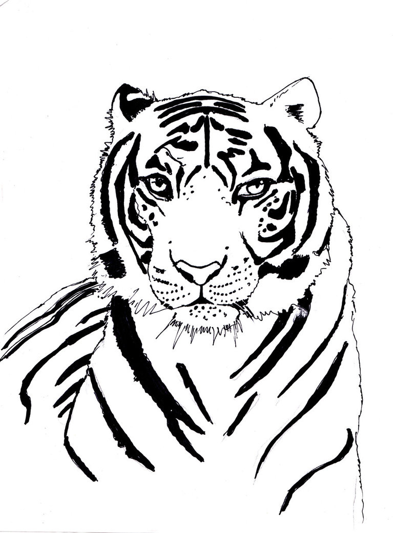 Tiger Line Drawing at GetDrawings Free download