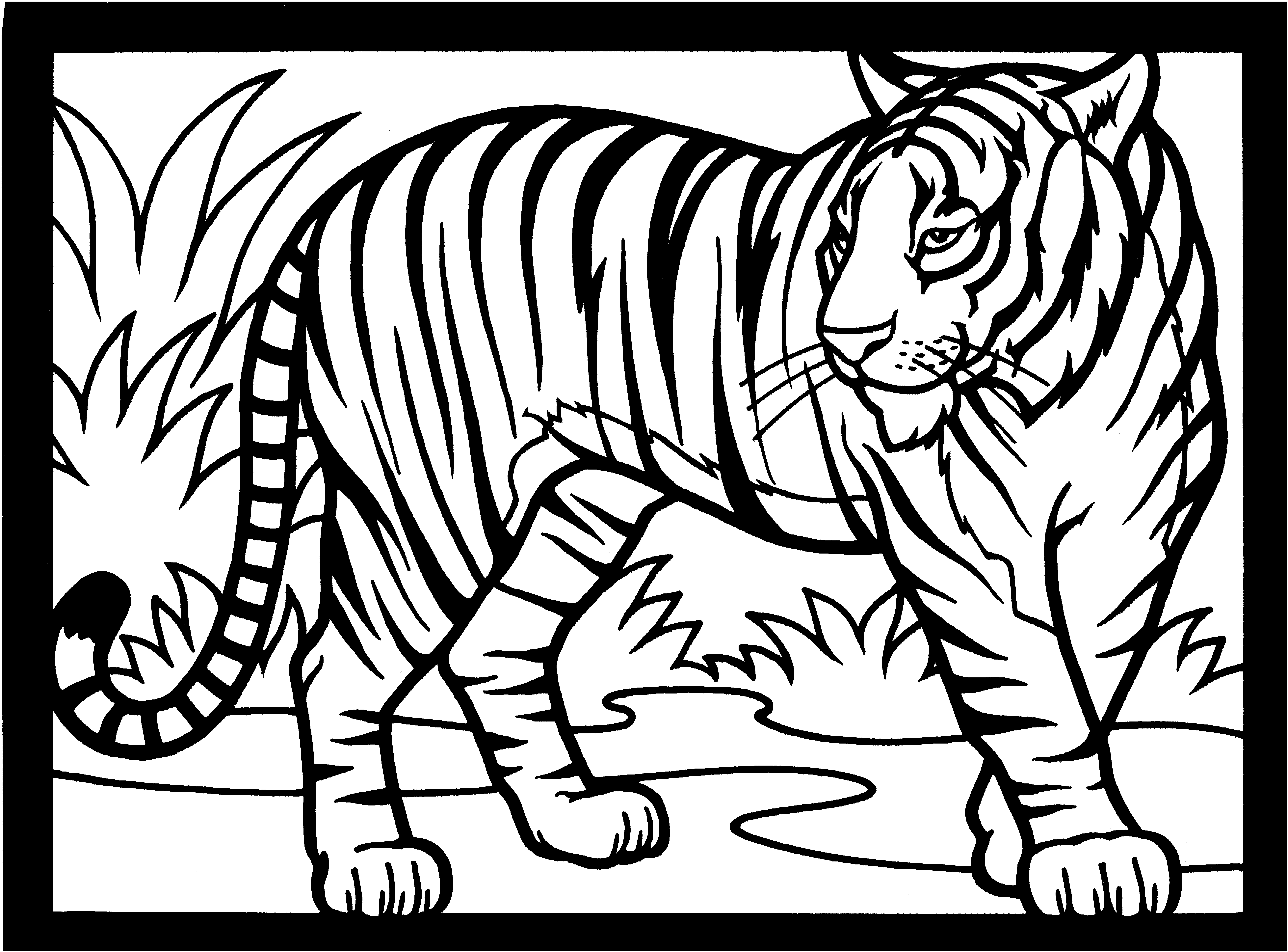 Tiger Print Drawing At GetDrawings Free Download