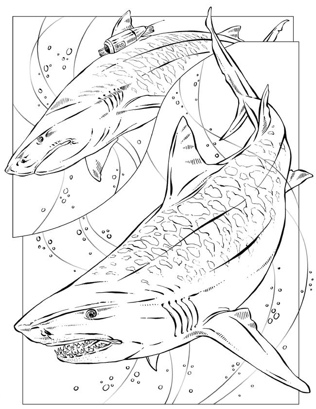 Tiger Shark Drawing at GetDrawings | Free download