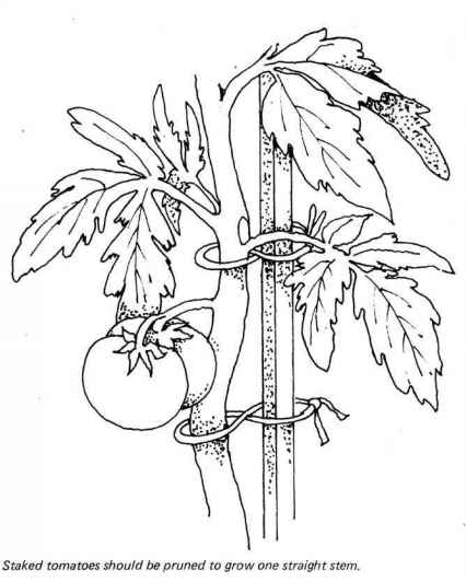 Tomato Plant Drawing at GetDrawings | Free download