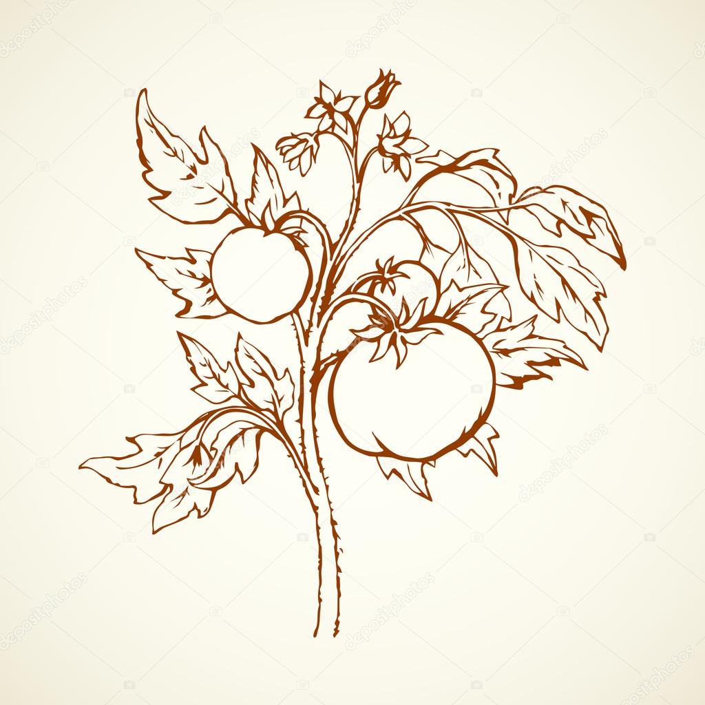 Tomato Plant Drawing at GetDrawings | Free download