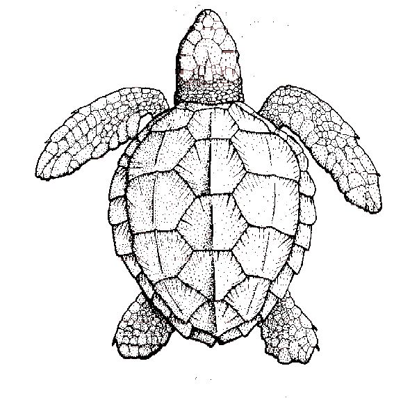 Tortoise Shell Drawing At Getdrawings | Free Download