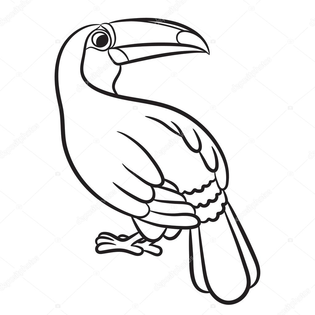 Toucan Bird Drawing at GetDrawings | Free download