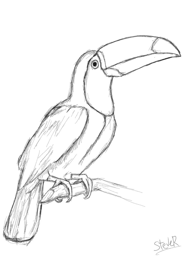 Toucan Bird Drawing at GetDrawings Free download