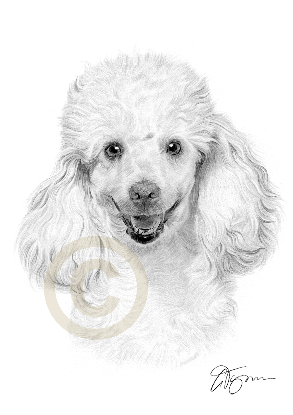 Toy Poodle Drawing at GetDrawings Free download