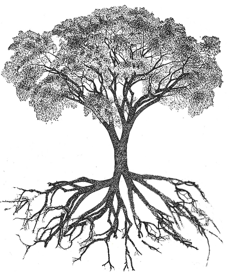 Simple Tree With Roots Drawing Drawings Of Trees With Roots ClipArt