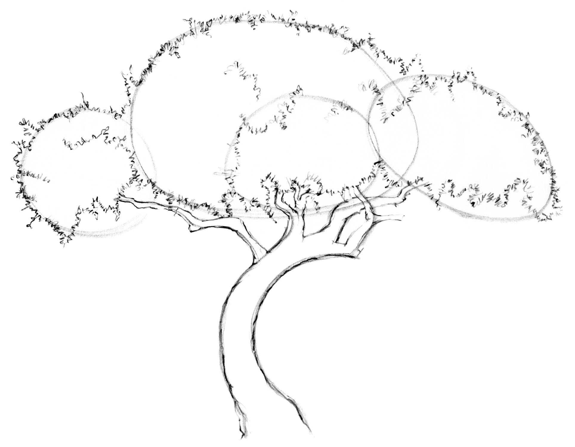 Tree Drawing Outline at GetDrawings Free download