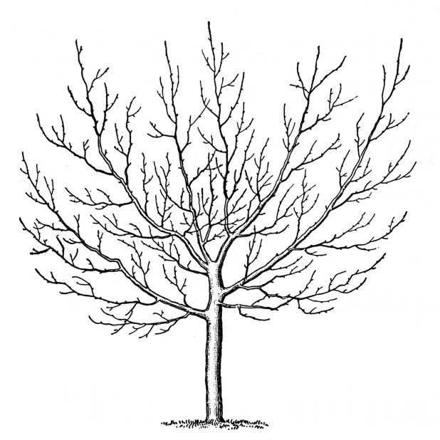 top 98+ Pictures drawing of tree without leaves Stunning