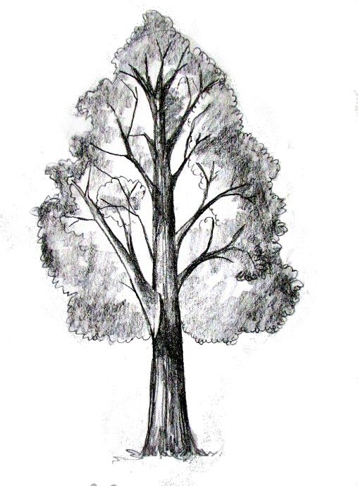 Tree Pencil Drawing at GetDrawings Free download