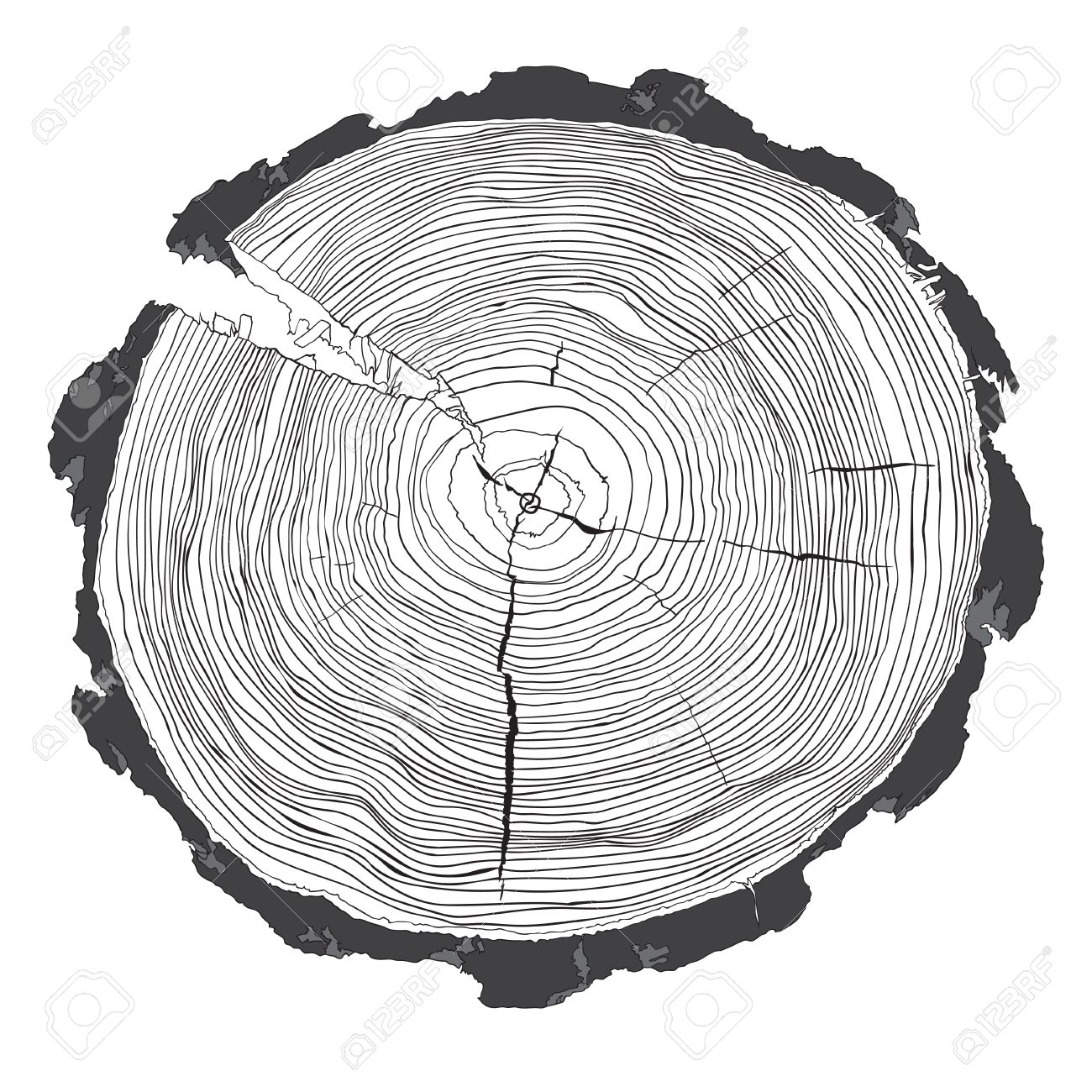 Tree Ring Drawing at GetDrawings Free download