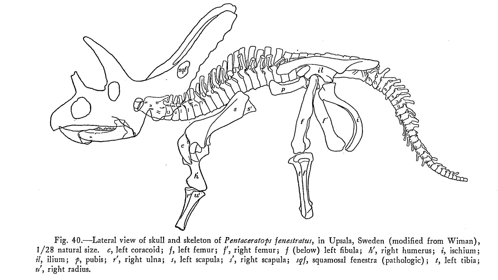 Triceratops Skeleton Drawing at GetDrawings Free download