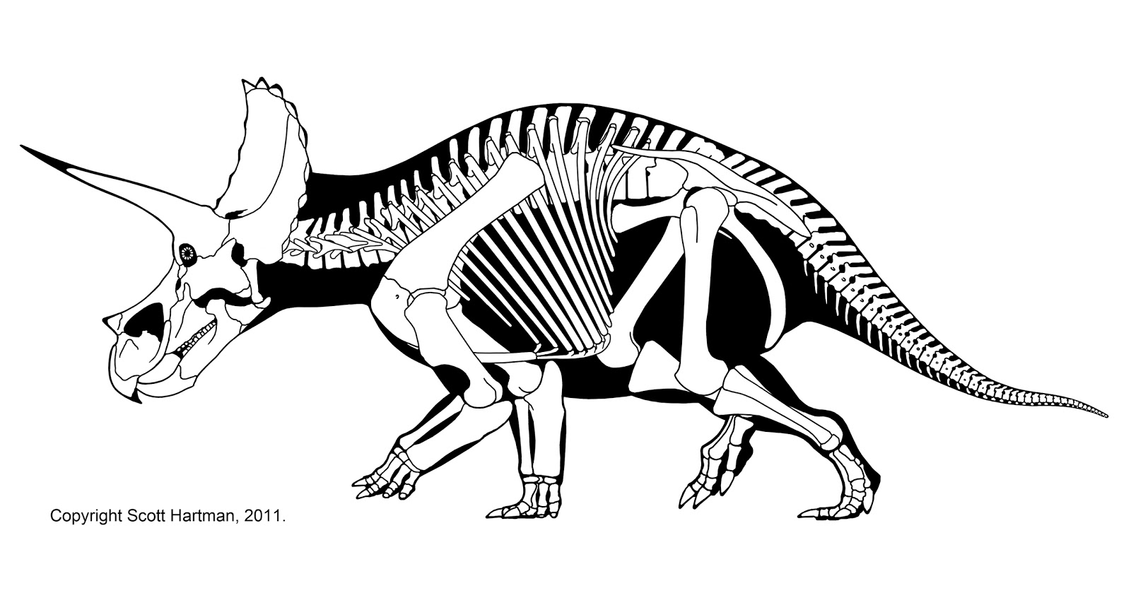 Triceratops Skeleton Drawing at GetDrawings Free download