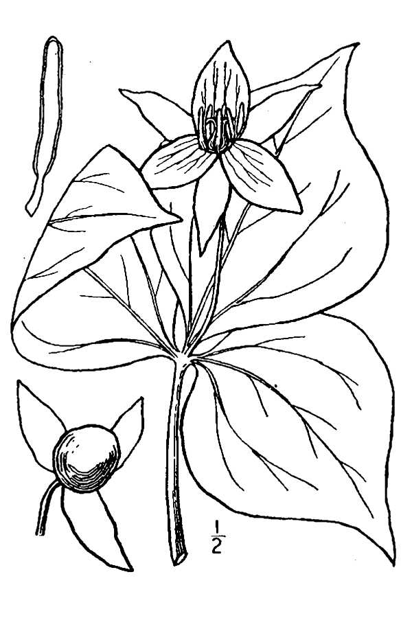 Trillium Drawing at GetDrawings Free download