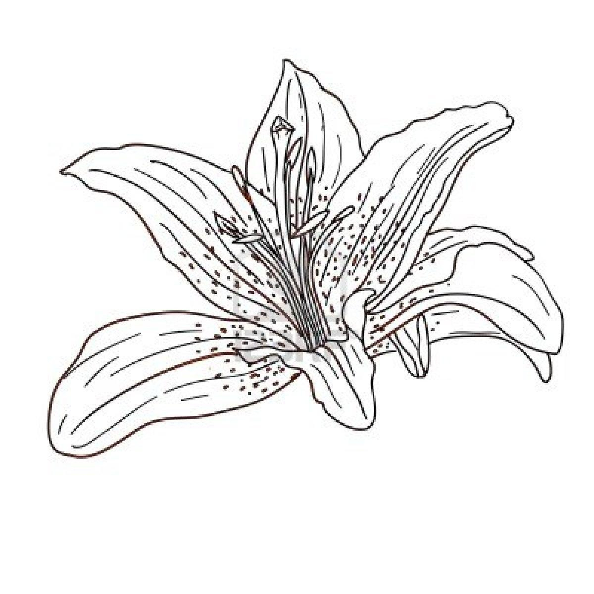 tropical-flower-drawing-at-getdrawings-free-download