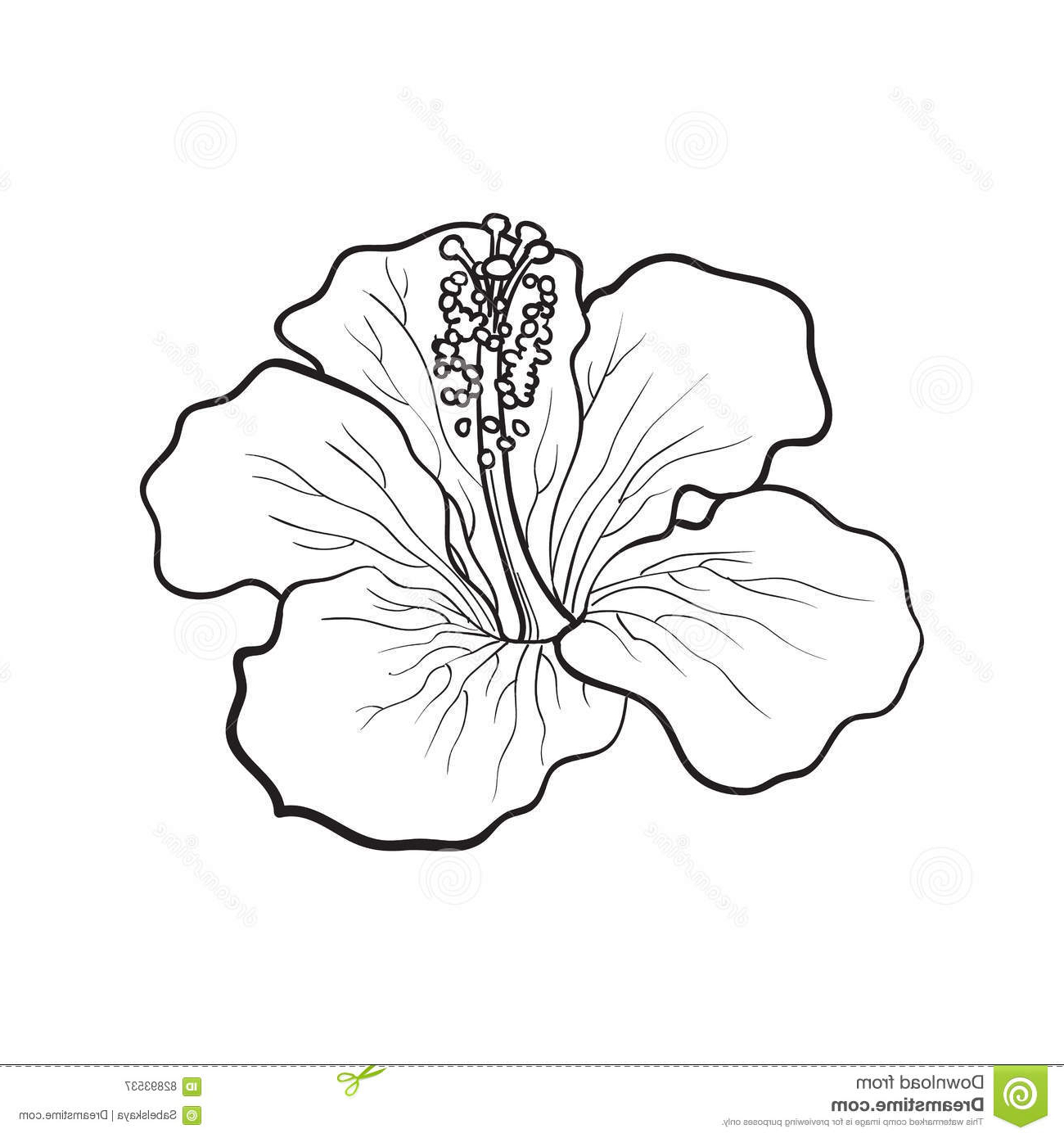 Tropical Flowers Drawing At GetDrawings Free Download